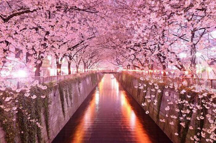 đ§ââď¸ Spring Awakening: Blossoms & Balance